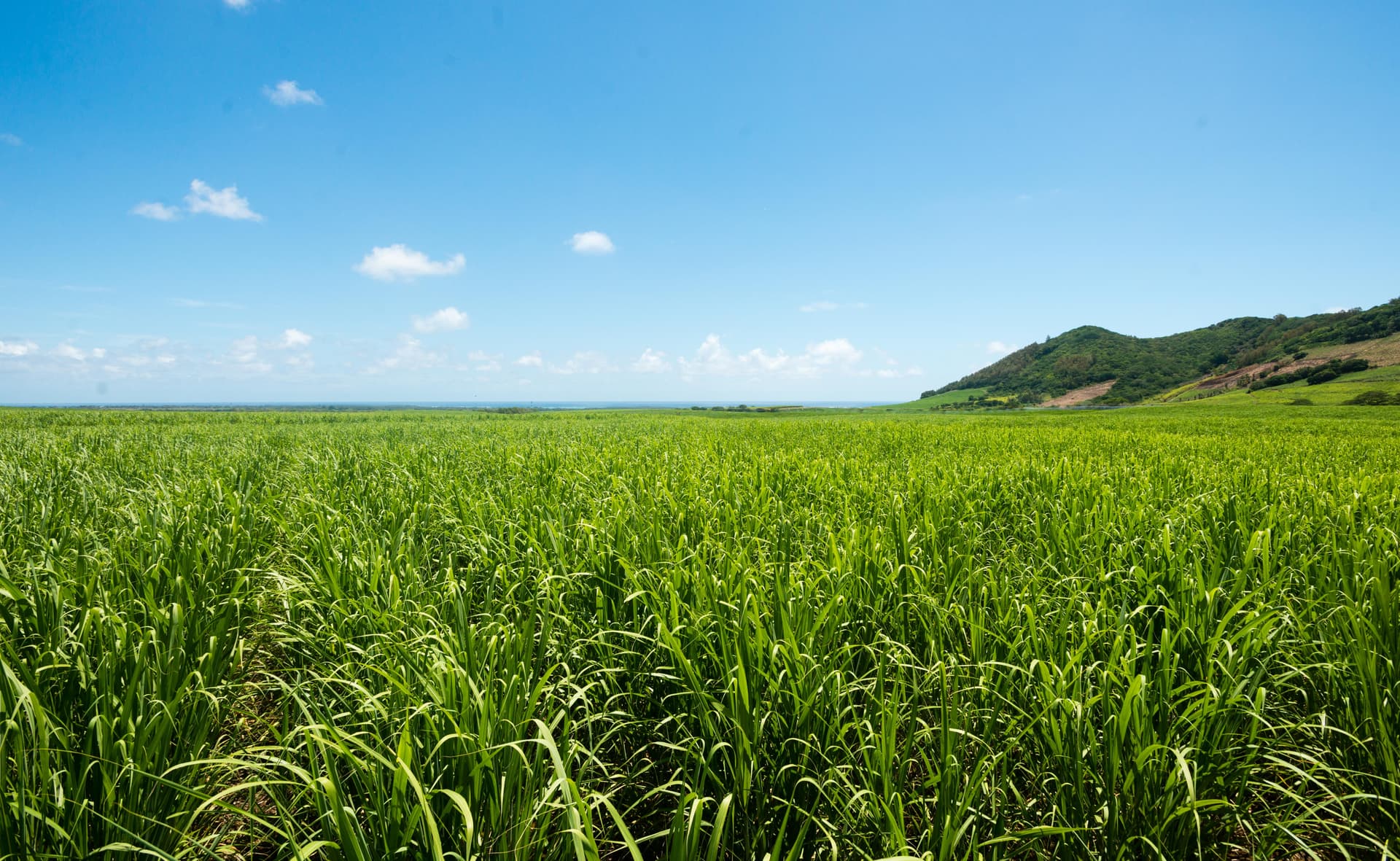 모리셔스 사탕수수 농장